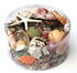 beach mix seashell pack